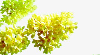 桂花花球图片素材免抠