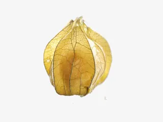 秋天黄色果实免抠