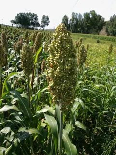 大片高粱地免抠