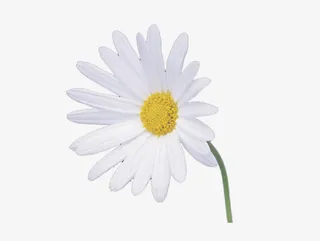 一朵白色的小花免抠