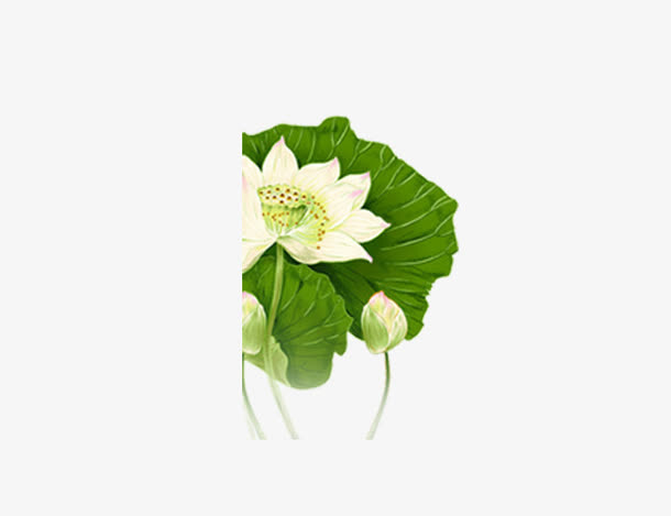 荷花免抠