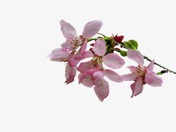 桃花花纸免抠