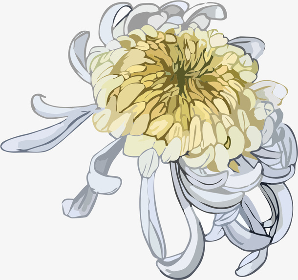 手绘优雅的菊花素材免抠