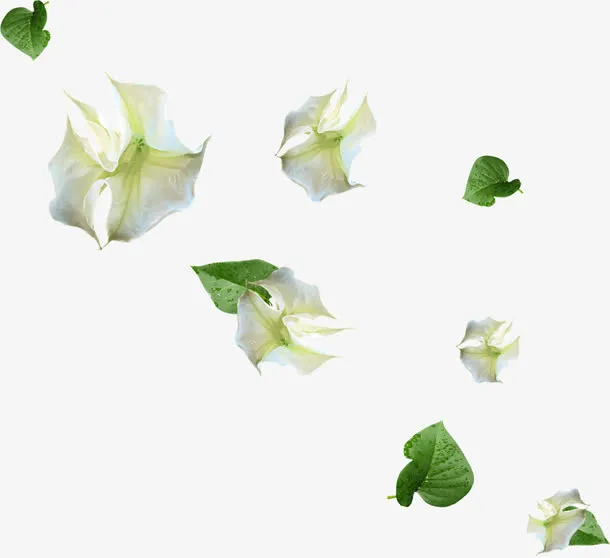 漂浮的白色花朵免抠