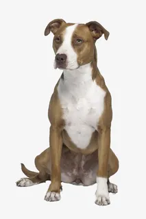 美国比特犬免抠