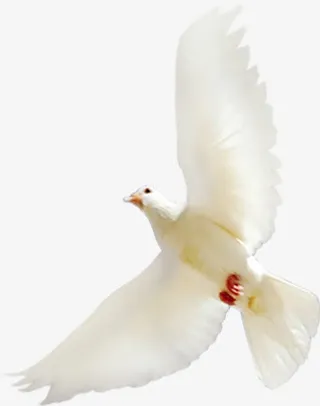 白色节日白鸽飞行设计免抠