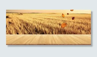 秋季稻田麦田背景高清