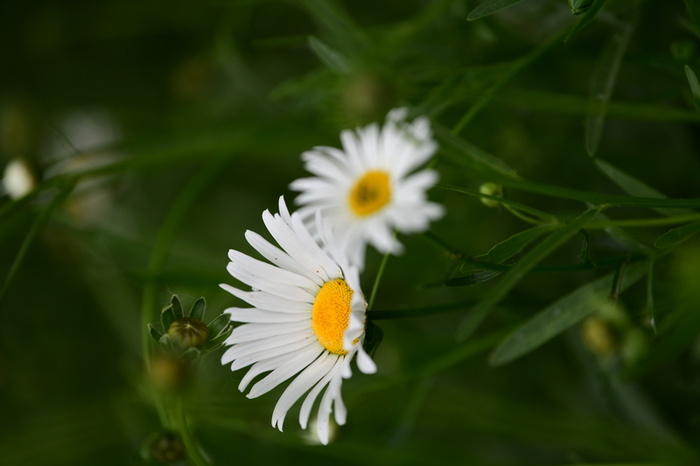 白色小雏菊花花高清