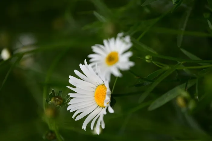 白色小雏菊花花高清