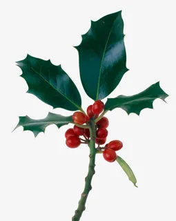 枸骨叶冬青 叶子 红色果子免抠
