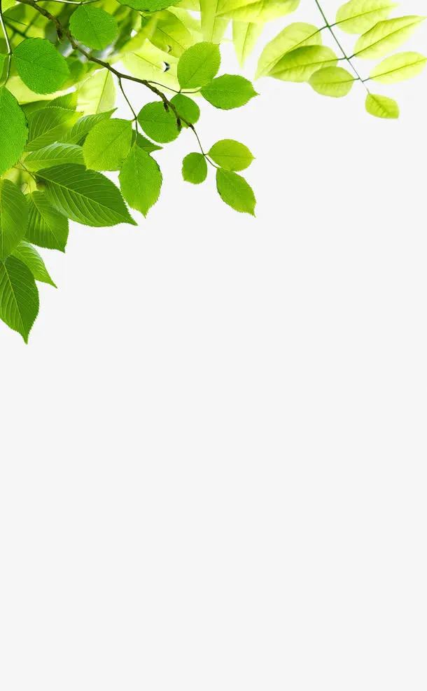 创意合成效果阳光下的树叶造型免抠