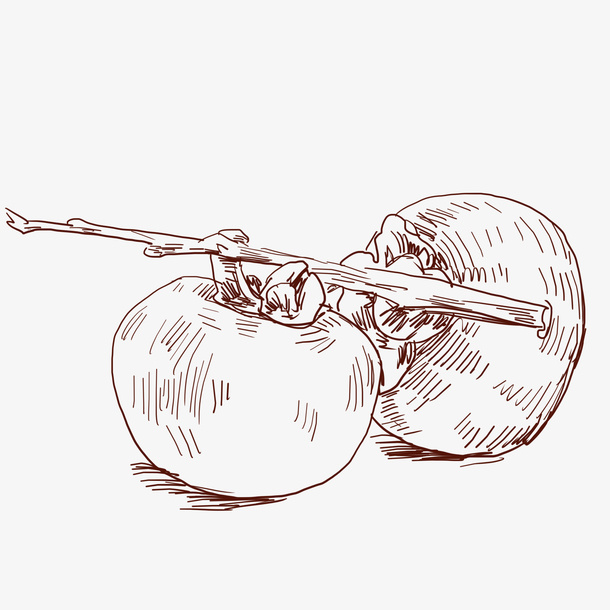 中国风手绘单色成熟柿子免抠