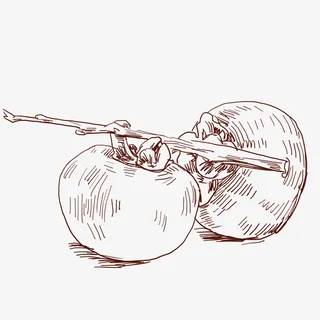 中国风手绘单色成熟柿子免抠