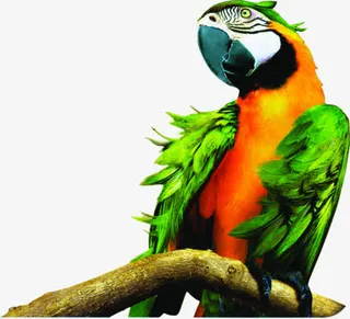 春天彩色鹦鹉树枝免抠装饰动物元素