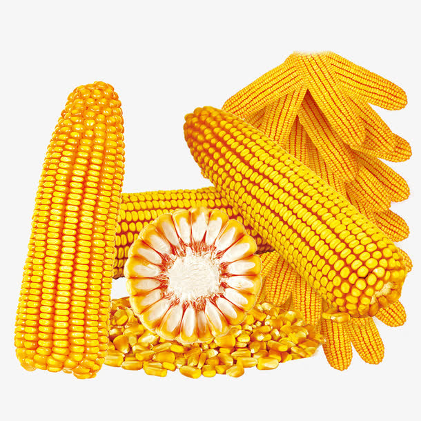 玉米简图免抠