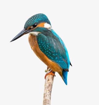 蜂鸟高清素材免抠