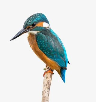 蜂鸟高清素材免抠