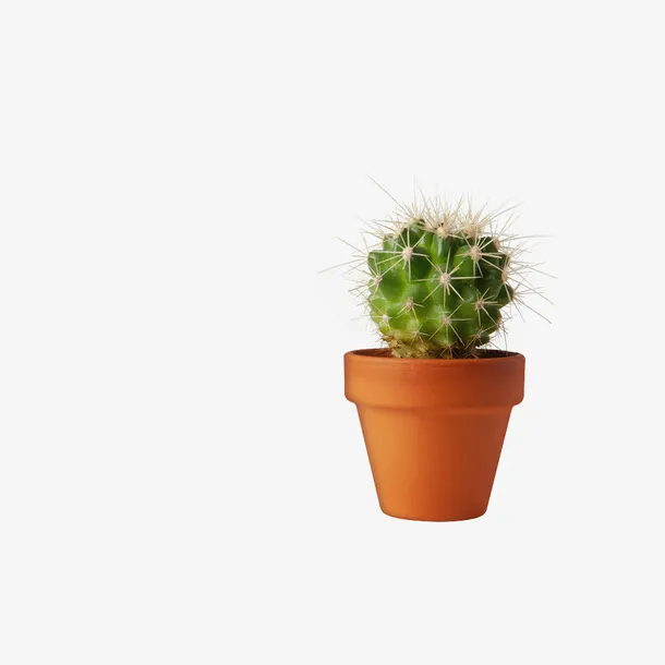 植物盆栽装饰无背景免抠仙人球掌PNG