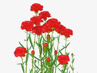 母亲节红色美丽康乃馨免抠