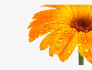 花瓣上的晨露免抠