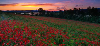 风景小路夕阳玫瑰园背景高清