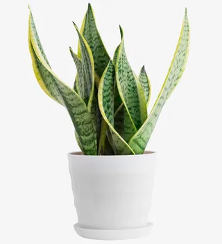 虎尾兰盆栽 室内绿色盆栽免抠