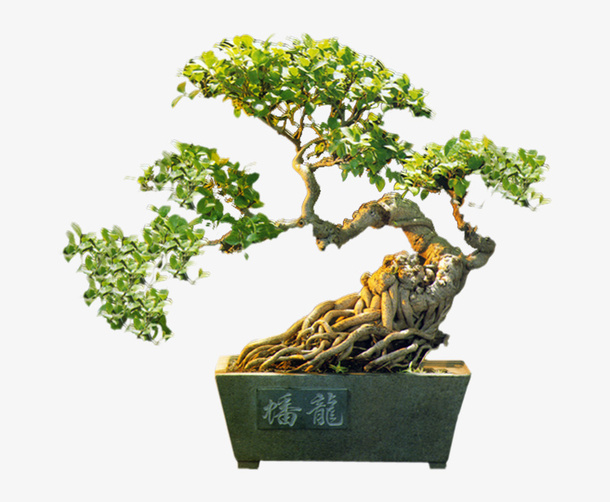 古风造型盆栽免抠
