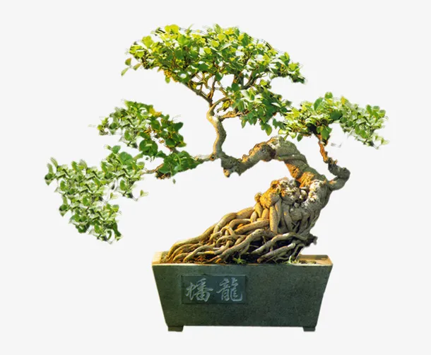 古风造型盆栽免抠