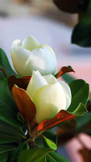 广玉兰花朵花卉植物免抠