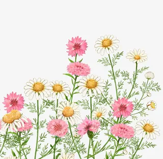 小清新手绘菊花素材免抠