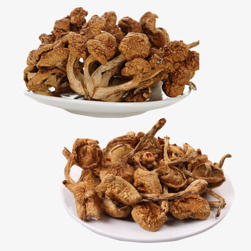 菌类植物免抠