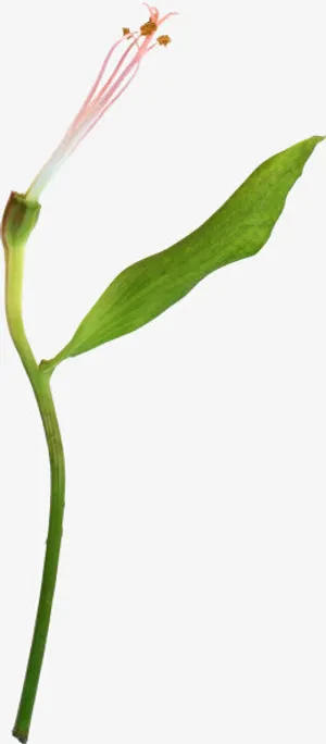 高清彩绘绿叶免抠