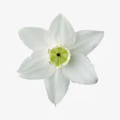花朵免抠