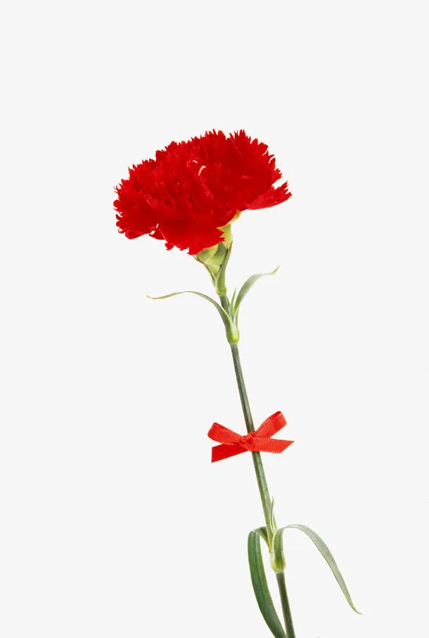 红色鲜花康乃馨花朵设计免抠