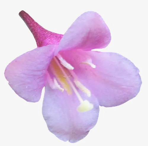 紫色花朵免抠