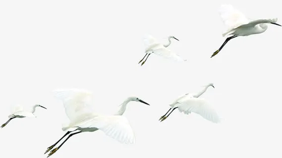 中秋节高清白鹤飞翔免抠