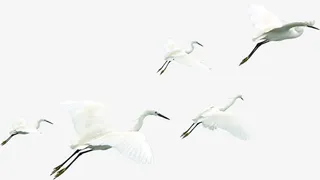 中秋节高清白鹤飞翔免抠