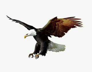 褐色大气老鹰装饰图案免抠