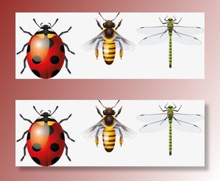 七星瓢虫蜜蜂蜻蜓免抠装饰动物元素