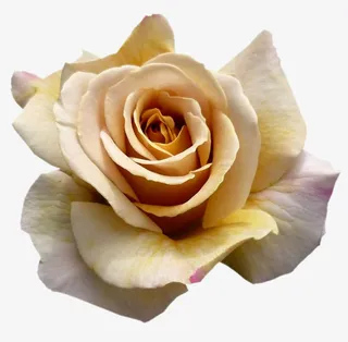 花卉图案素材鲜花花卉免抠