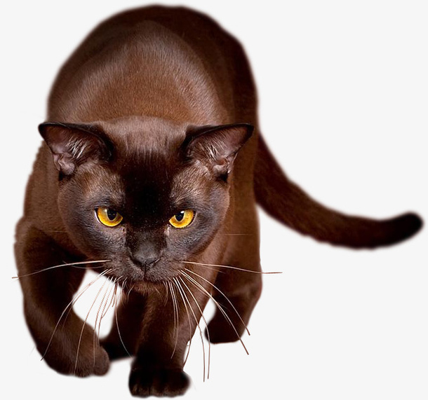 万圣节棕色猫咪免抠