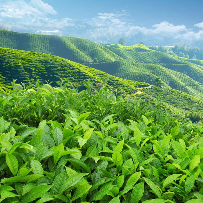 春茶节茶叶茶园绿色PSD分层主图背景素材高清摄影风景背景