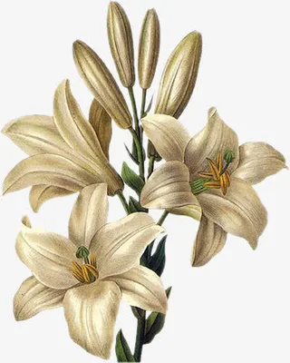 卡通花饰图标仙境图片 百合花免抠