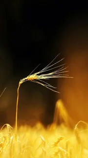 梦幻质感金秋麦子特写高清