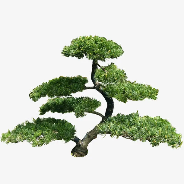 松树免抠