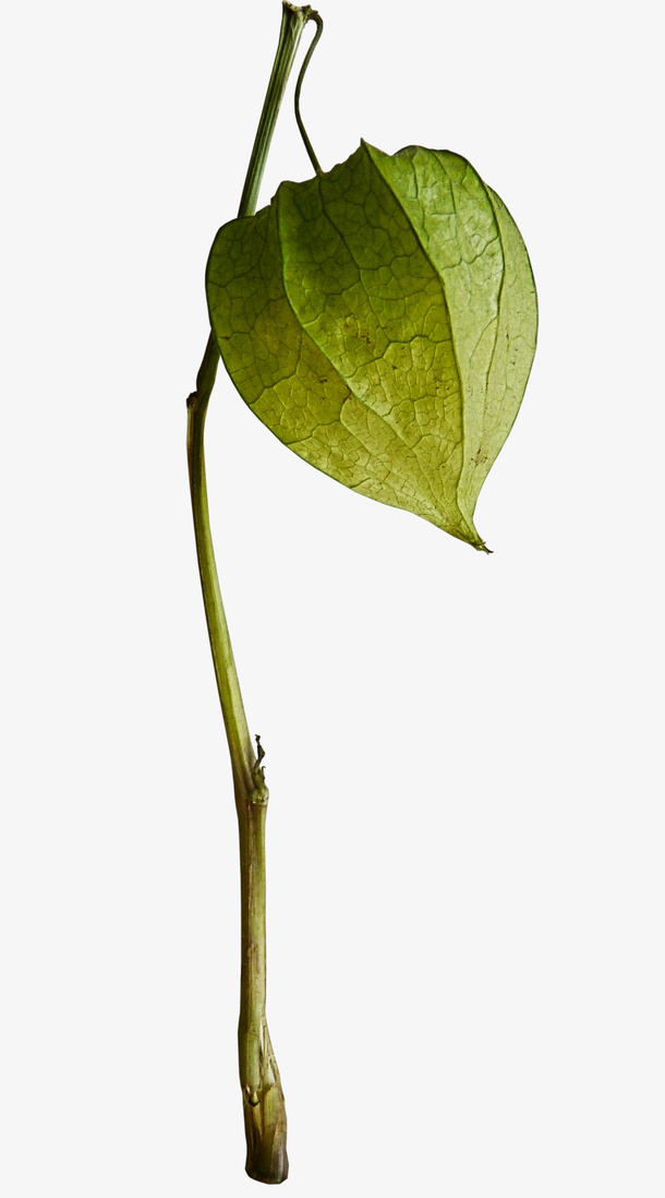 灯笼果免抠