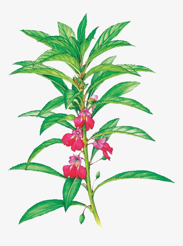 绿色 鲜花 植物 盆栽免抠