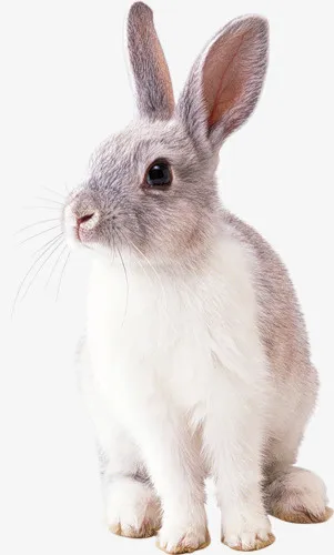 棕白色的小兔子免抠