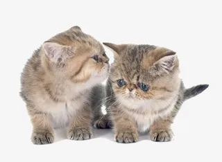 简约唯美可爱的波斯猫免抠