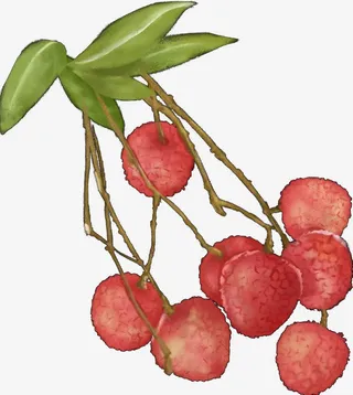 香甜的荔枝··免抠